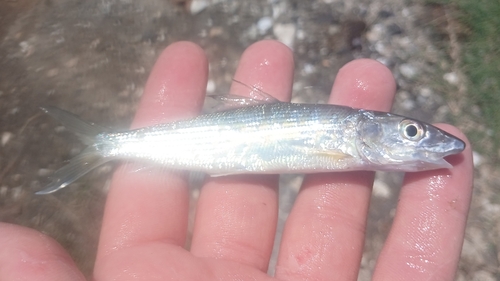 Bonefish (Albula vulpes) — Albulidae — 2
