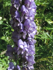 Aconitum napellus