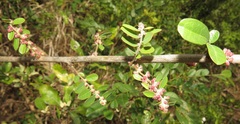Bridelia cathartica