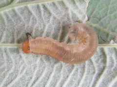 Empria longicornis
