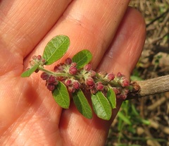 Bridelia cathartica