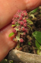 Bridelia cathartica