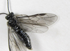 Empria longicornis
