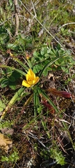 Nothoscordum felipponei, photograph Andres Cavallo, CC BY, iNaturalist via GBIF