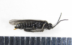 Empria longicornis