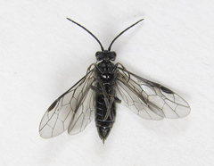 Empria longicornis