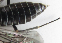 Empria longicornis