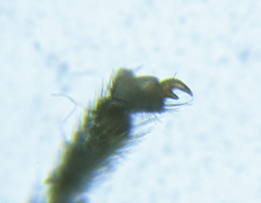 Empria longicornis