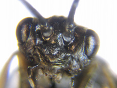 Empria longicornis