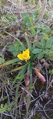 Nothoscordum felipponei, photograph Andres Cavallo, CC BY, iNaturalist via GBIF