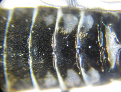 Empria longicornis