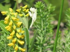 Eriosema psoraleoides