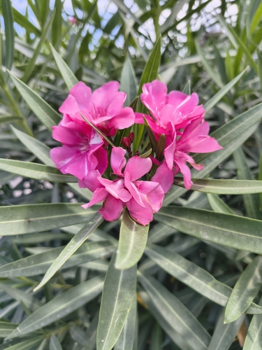 oleander