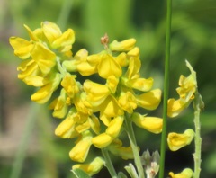 Eriosema psoraleoides