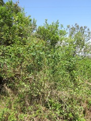 Bridelia cathartica