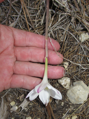 Zephyranthes drummondii