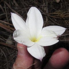 Zephyranthes drummondii