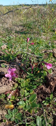 Brazilian woodsorrel (Oxalis brasiliensis)
