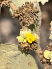 Waltheria ovata, photograph (c) capacoscar, some rights reserved (CC BY)