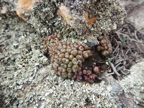 Conophytum luckhoffii