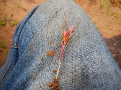 Romulea hirsuta