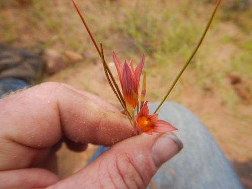 Romulea hirsuta