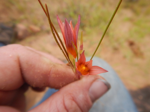 Romulea hirsuta