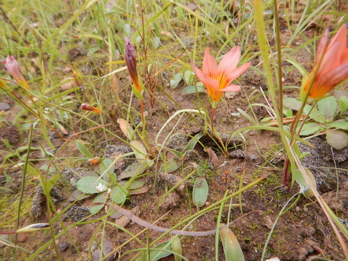 Romulea hirsuta