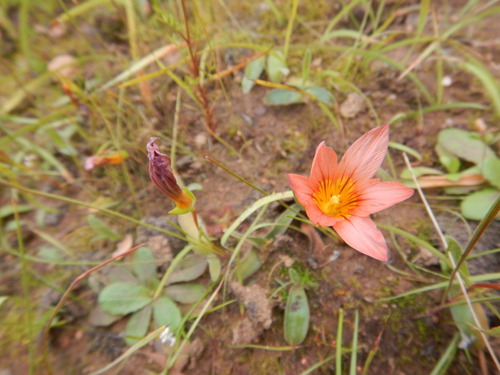 Romulea hirsuta