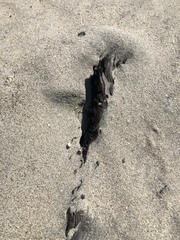 Formica francoeuri