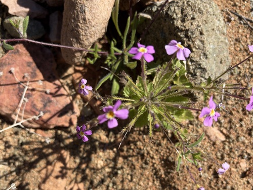 Sticky Jaybee (Jamesbrittenia glutinosa)