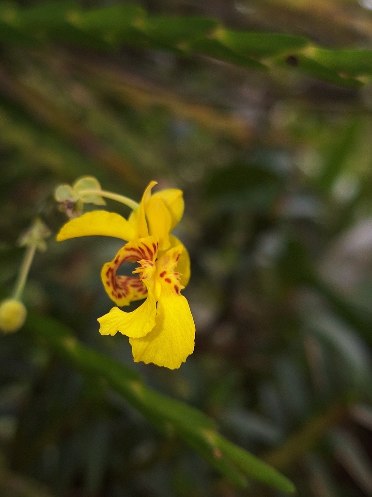 Lockhartia oerstedii