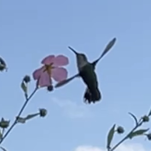 Ruby-throated Hummingbird photographed in Virginia
