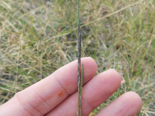 Image of Willkommia Texana by (c) Sam Kieschnick, some rights reserved (CC BY)