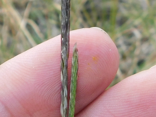 Image of Willkommia Texana by (c) Sam Kieschnick, some rights reserved (CC BY)