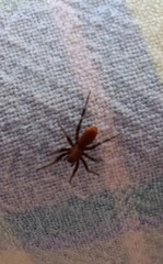 Castianeira alteranda