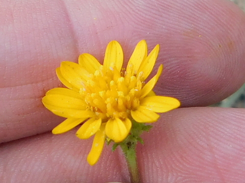 Image of Rayjacksonia aurea by (c) Sam Kieschnick, some rights reserved (CC BY)
