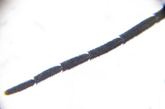 Empria longicornis