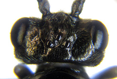 Empria longicornis