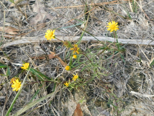 Image of Rayjacksonia aurea by (c) Sam Kieschnick, some rights reserved (CC BY)
