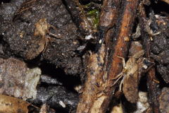 Aphrodini