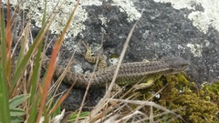 Stenocercus trachycephalus