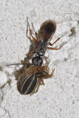 Agenioideus