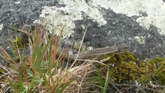 Stenocercus trachycephalus