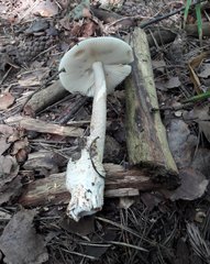 Amanita umbrinolutea
