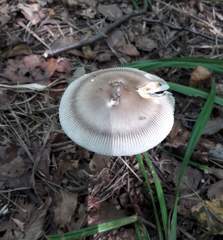 Amanita umbrinolutea