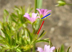 Geranium dissectum