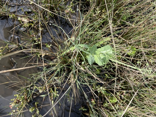 pea (Lathyrus oleraceus): origin and uses — photo 1