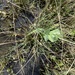 pea (Lathyrus oleraceus): origin and uses — photo 1