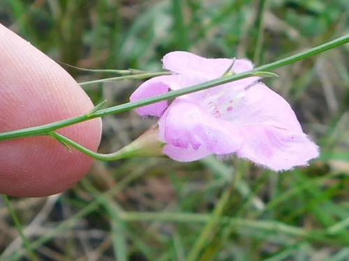 Image of Agalinis oligophylla by (c) Sam Kieschnick, some rights reserved (CC BY)